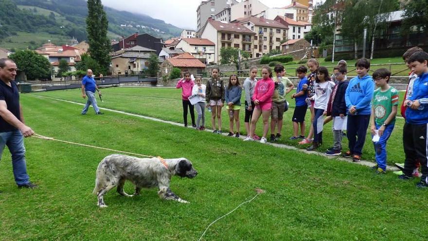 Los escolares cangueses entran en contacto con la caza con perro