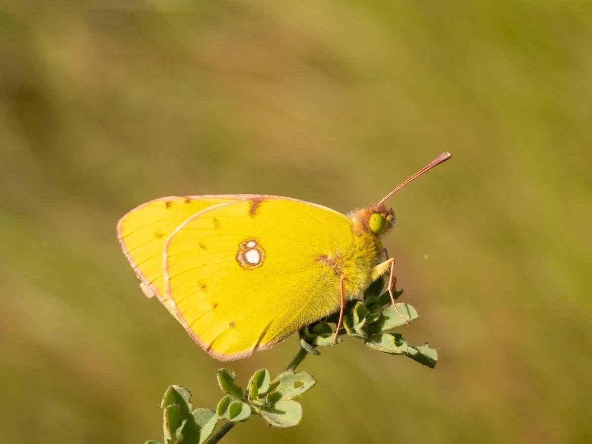 Mariposas de Timanfaya