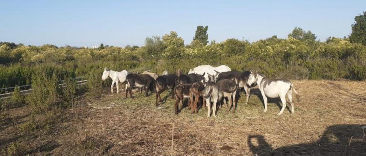 La manada de burros del 
Desert de les Palmes, en el 
cercado del .  mediterráneo