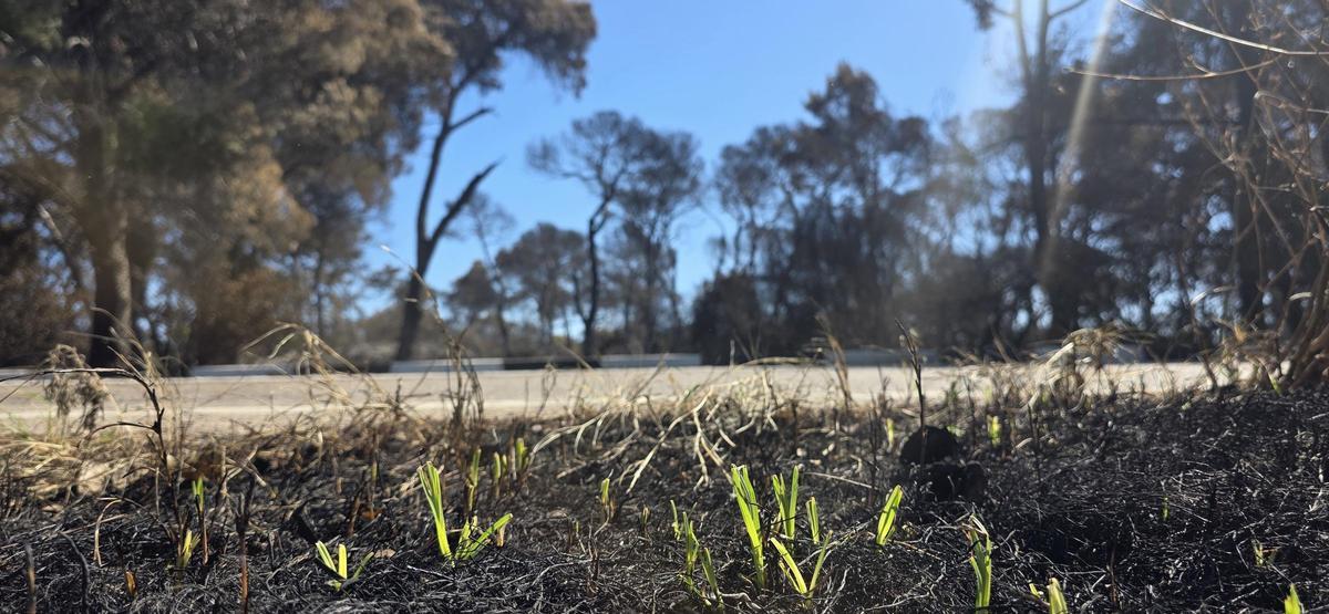 Brotes verdes en la tierra quemada