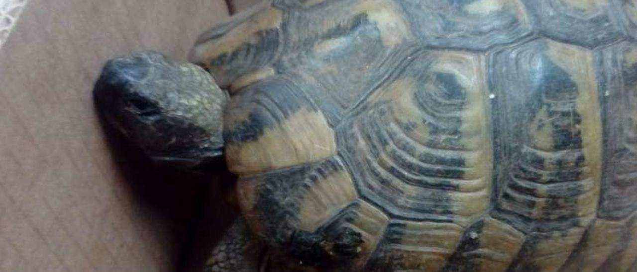 Una nueva compañera para la Policía de Bueu. No sabemos si decidió independizarse o su dueño se aburrió de ella. Esta tortuga apareció ayer en Beluso y la persona que la encontró la dejó en la Policía de Bueu, que ya avisó al centro de fauna de Cotorredondo para buscarle un nuevo hogar. Gonzalo Núñez