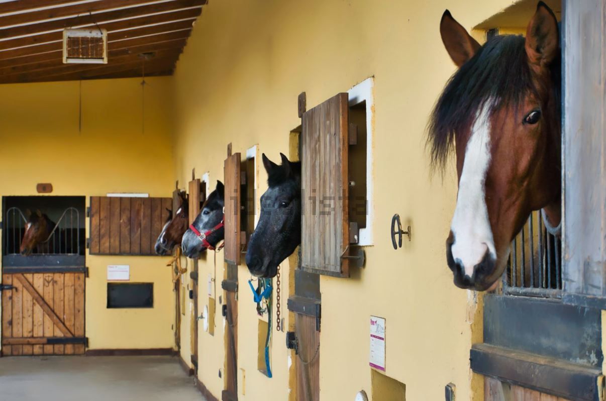 A la venta por 43,5 millones de euros, una finca de caballos de Ibiza