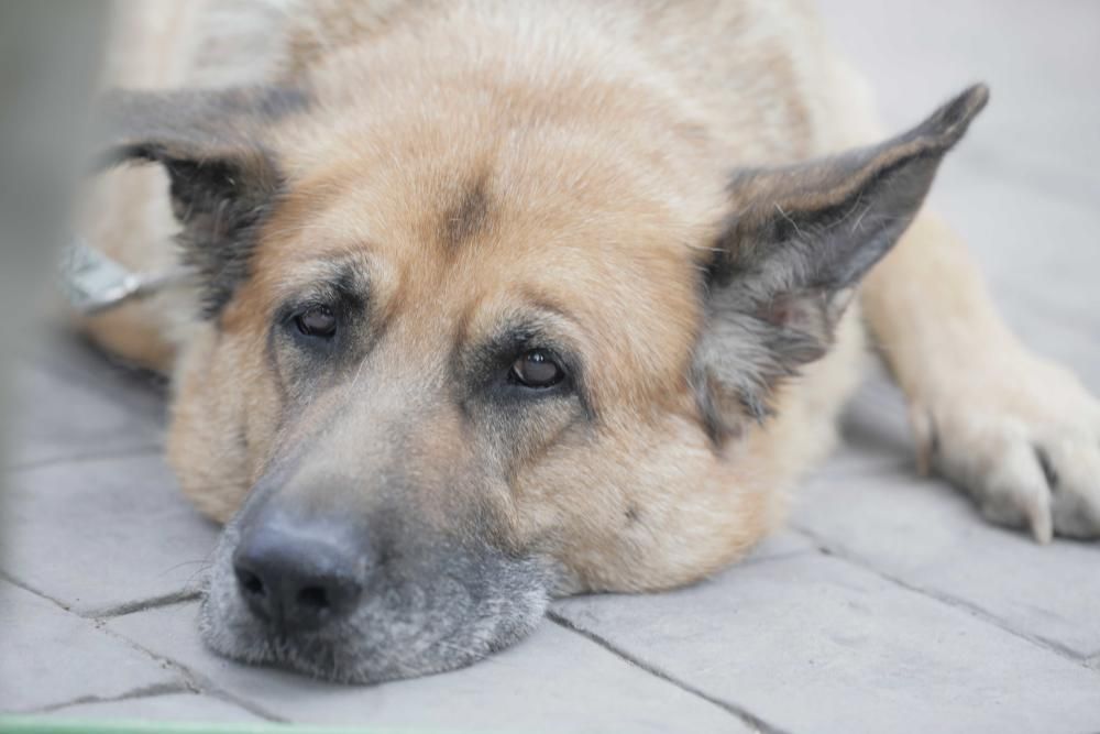 Perros buscan una familia