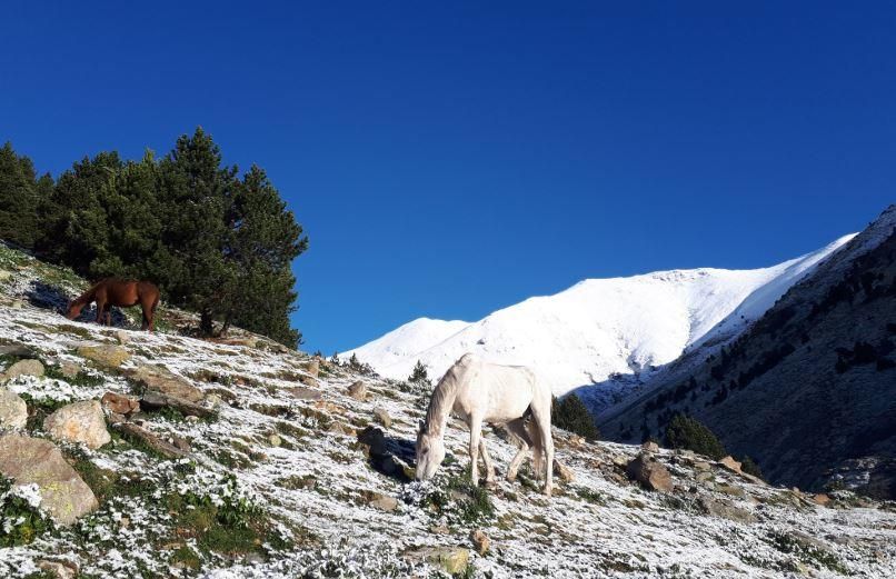 Neva en ple juny al Pirineu