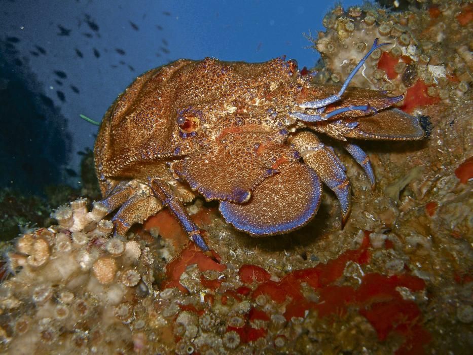 Cigarra de mar (Scyllarides latus), conocida aquí como cigala.