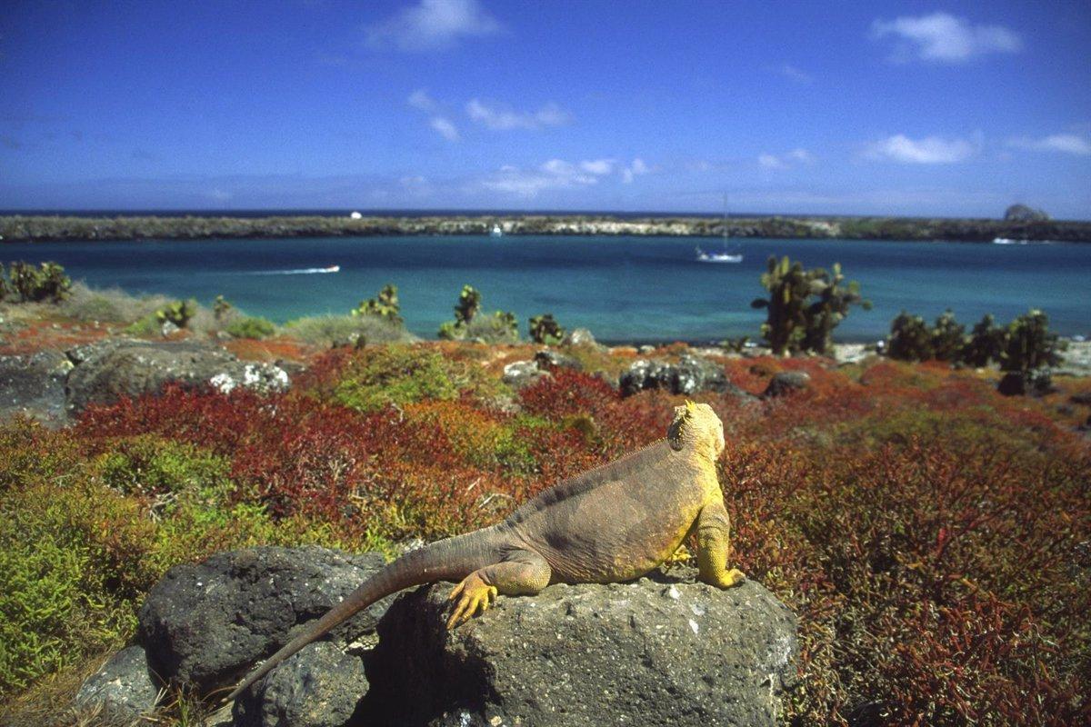 Las iguanas, especies características de las Galápagos