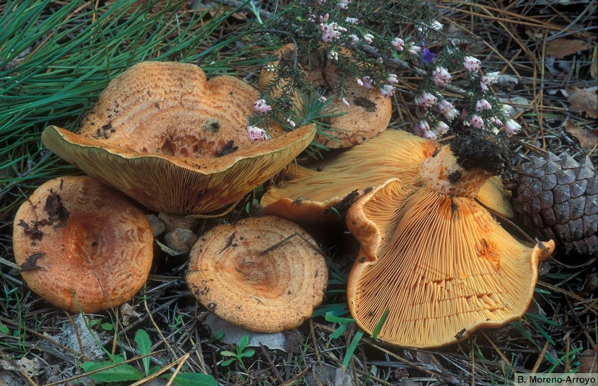 Imagen de lactarius deliciosus, conocido como níscalo.