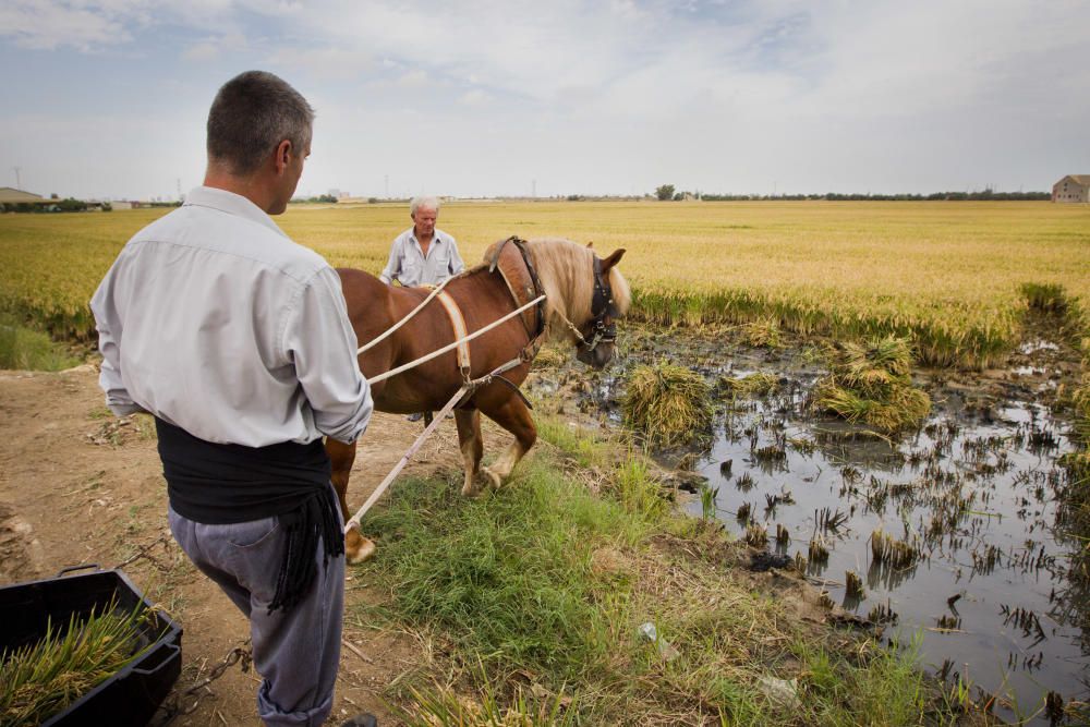 Fiesta de la Siega en l'Albufera