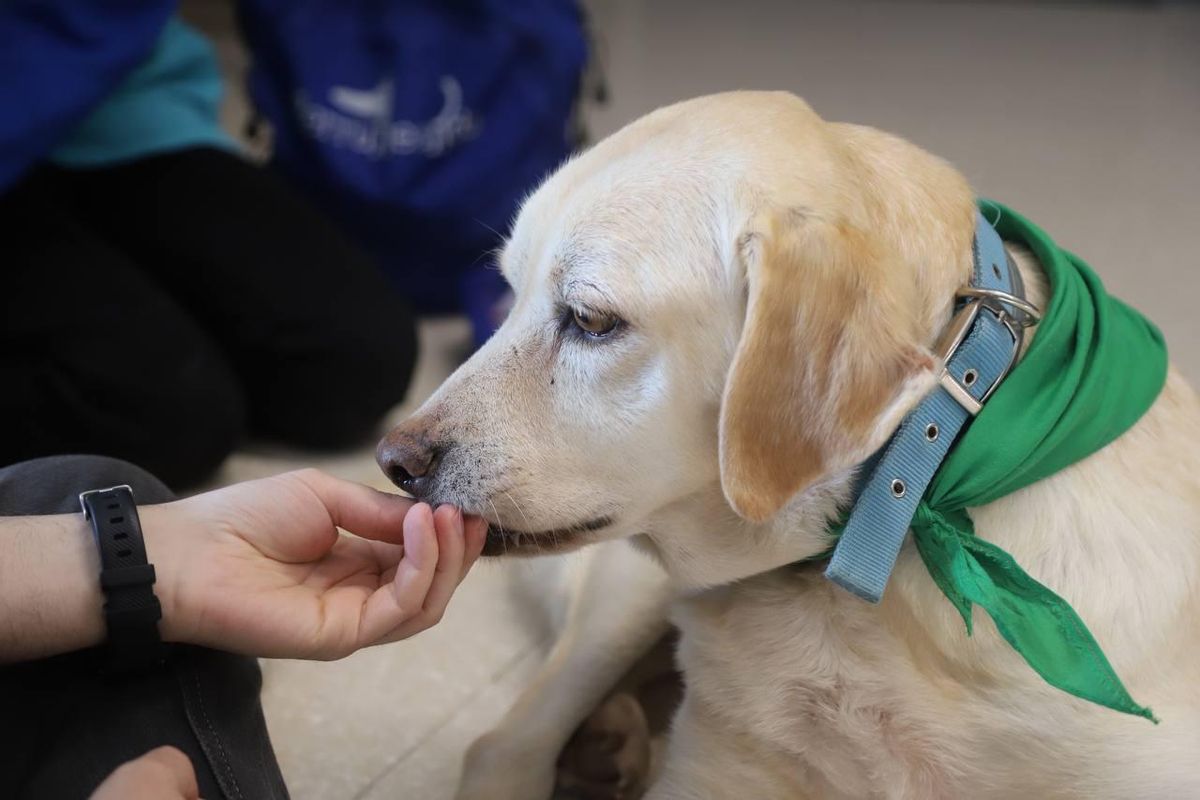 El perro Bourbon, que ayuda a las intervenciones que realiza Perruneando.