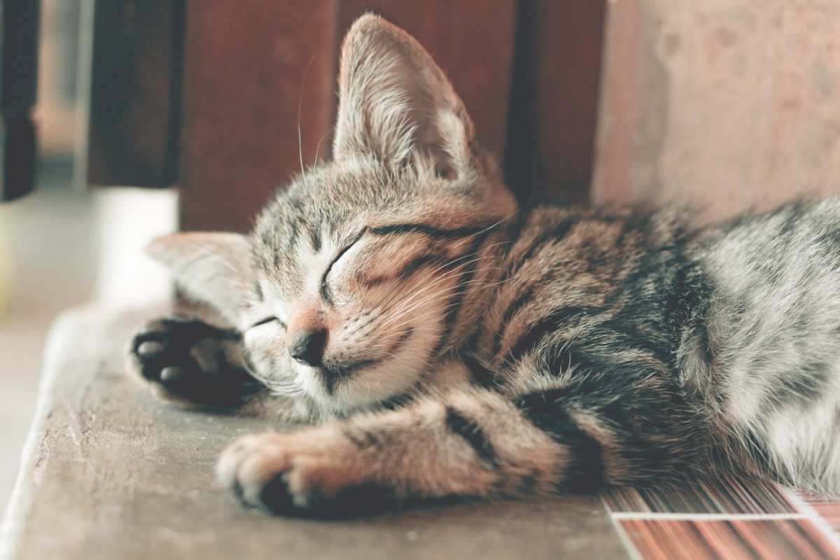 Los gatos requieren menos cuidados que los perros.