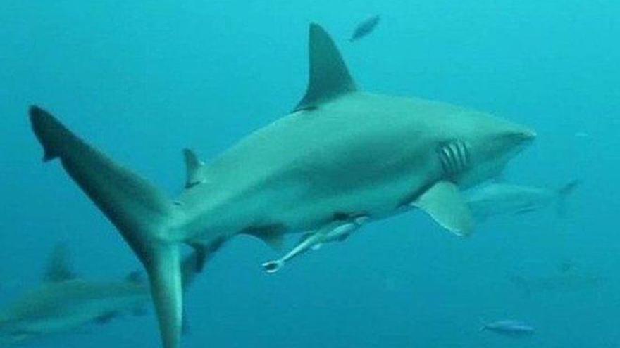 Muere una mujer al ser atacada por un tiburón blanco en las Bahamas