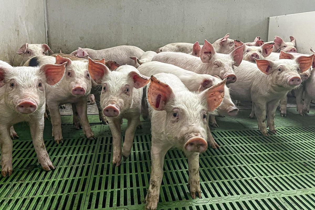 Cerdos en el interior de una granja del sector porcino.