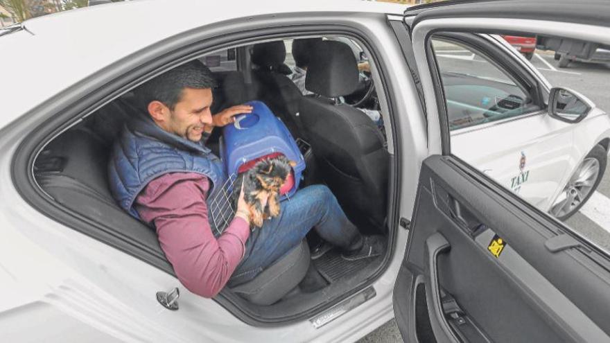 Un taxi de Elche permitiendo la entrada de un perro en transportín, algo que quiere incentivar la asociación de trabajadores.