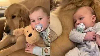 El Golden Retriever que cuida a un bebé y se ha hecho viral en TikTok