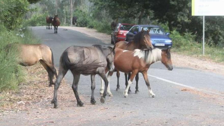 El área empresarial se plantea en la zona del monte de Cruz da Maceira.  // Santos Álvarez