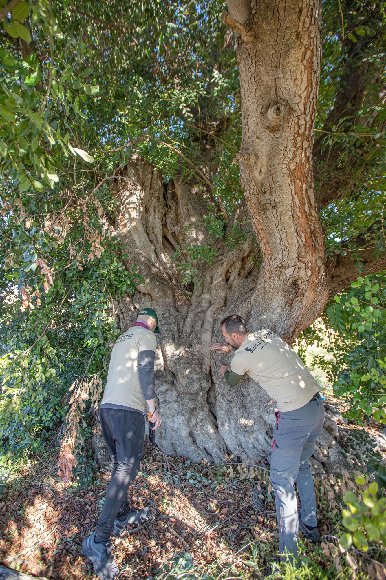 Algarrobo centenario. Tiene un espectacular tronco, 7 metros de diámetro y está en Atzavares.