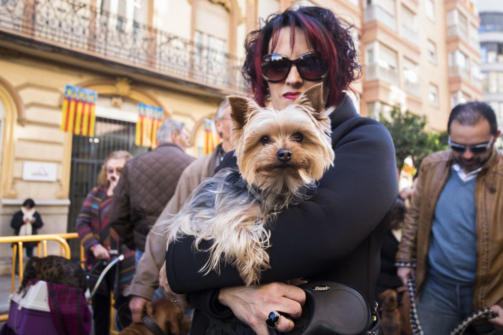 Bendición de animales por Sant Antoni del Porquet