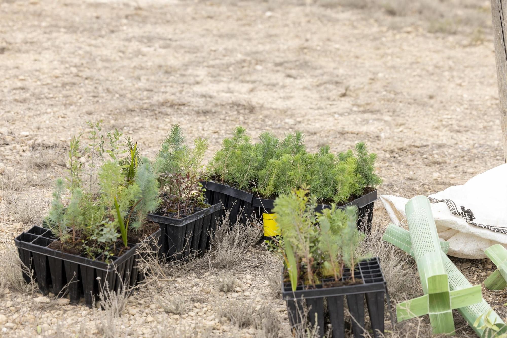 800 escolares se implican en la celebración del Día del Árbol con la plantación de especies autóctonas en torno a la laguna de La Mata de Torrevieja