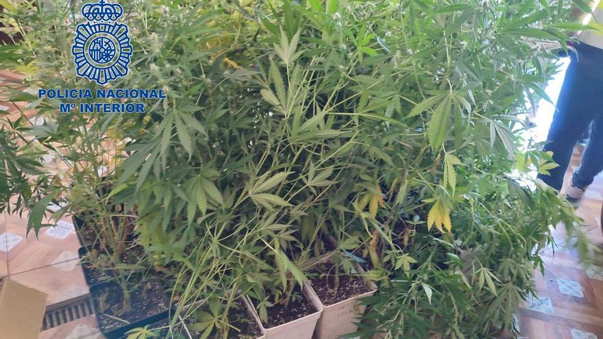 Parte de la plantación de marihuana intervenida por la policía