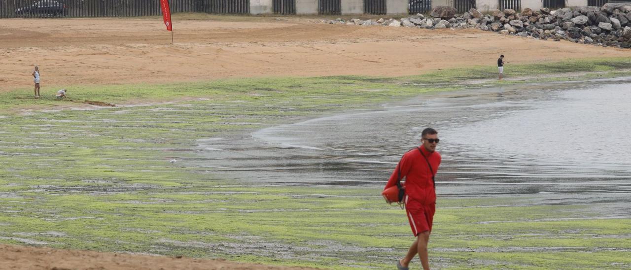 Manto de algas en la playa del Arbeyal durante la bajamar de ayer. | Á. González