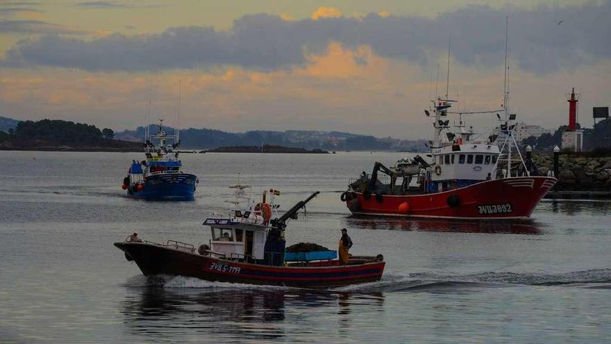 Embarcaciones de Cambados, entrando en el muelle de Tragove. // Iñaki Abella