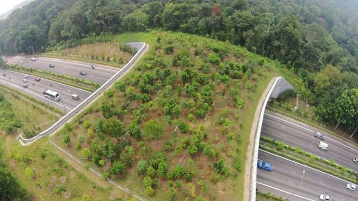 Un paso para fauna salvaje sobre una autopista