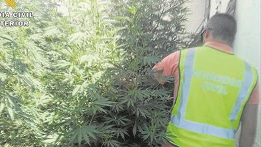 Dos detenidos tras hallar en un cortijo 200 plantas de marihuana