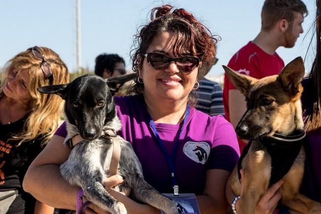 Feria de Mascotas de Maspalomas 2016