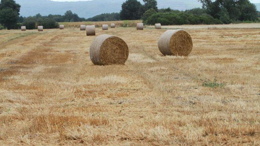 Campos de cereal.