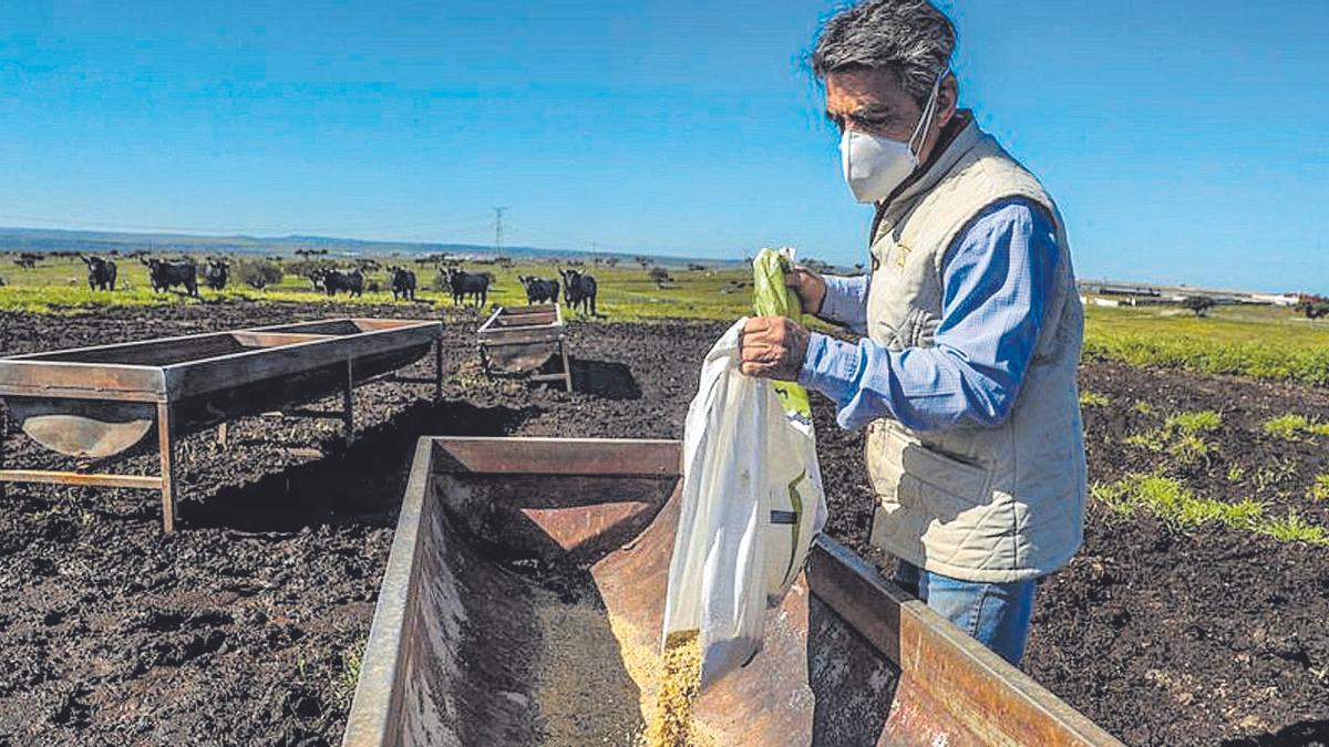 Imagen de Victorino Martín en su campo de Santa María de Moraleja.