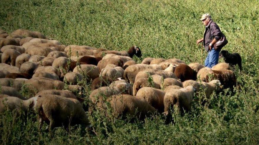 Las agresiones de los osos a rebaños suben un 70 % en el Pirineo francés