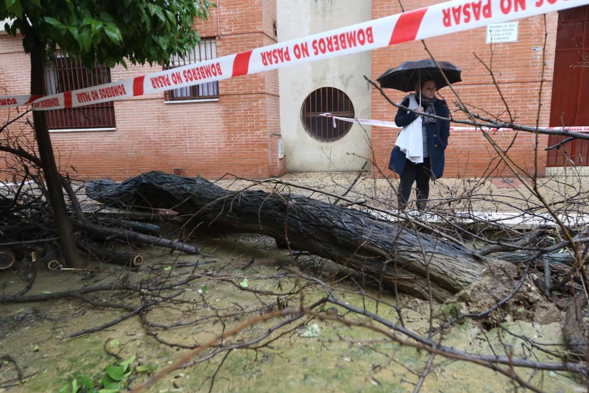 La lluvia en Córdoba deja una decena de incidencias