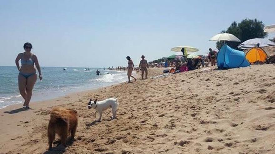 El éxito de la playa canina anima a ampliar sus servicios