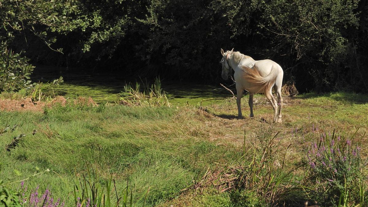 Un caballo pasta en el lecho seco del río Limia, en Xinzo.