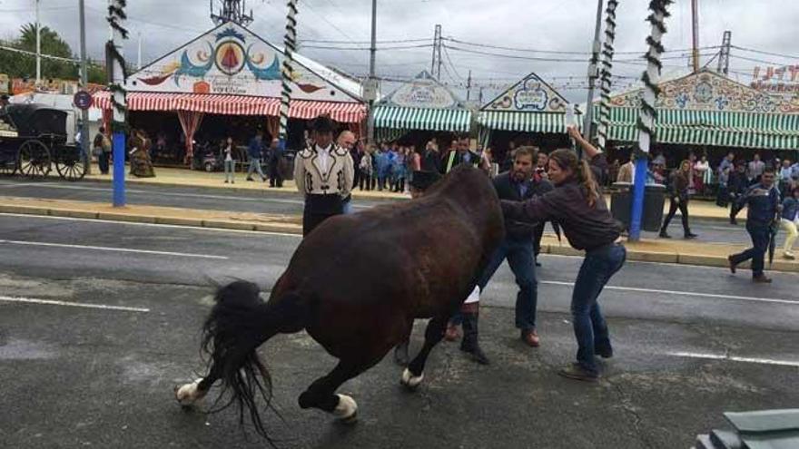 Un caballo desplomándose.