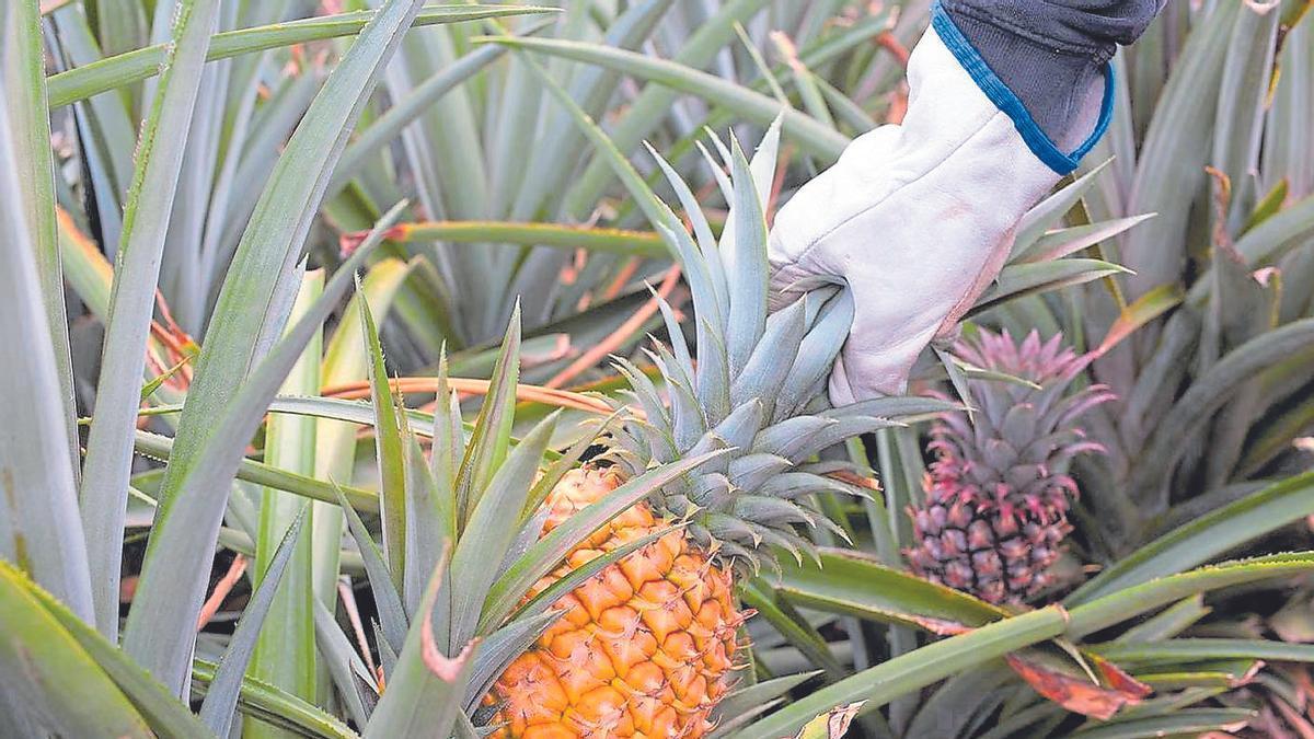 Un agricultor recoge una piña tropical en una finca de El Hierro.