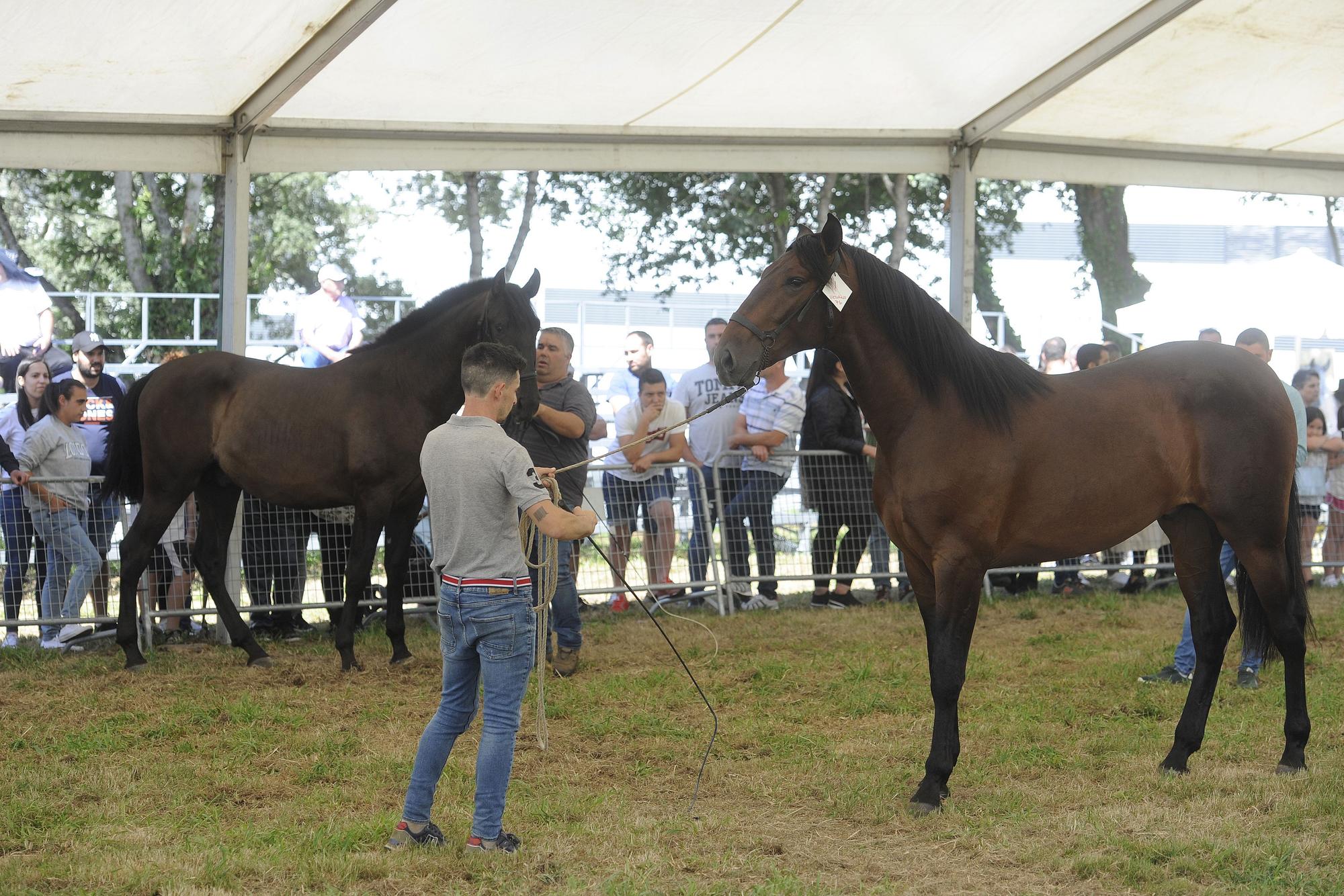 Exhibición de pura raza en la Feira do Cabalo de Lalín