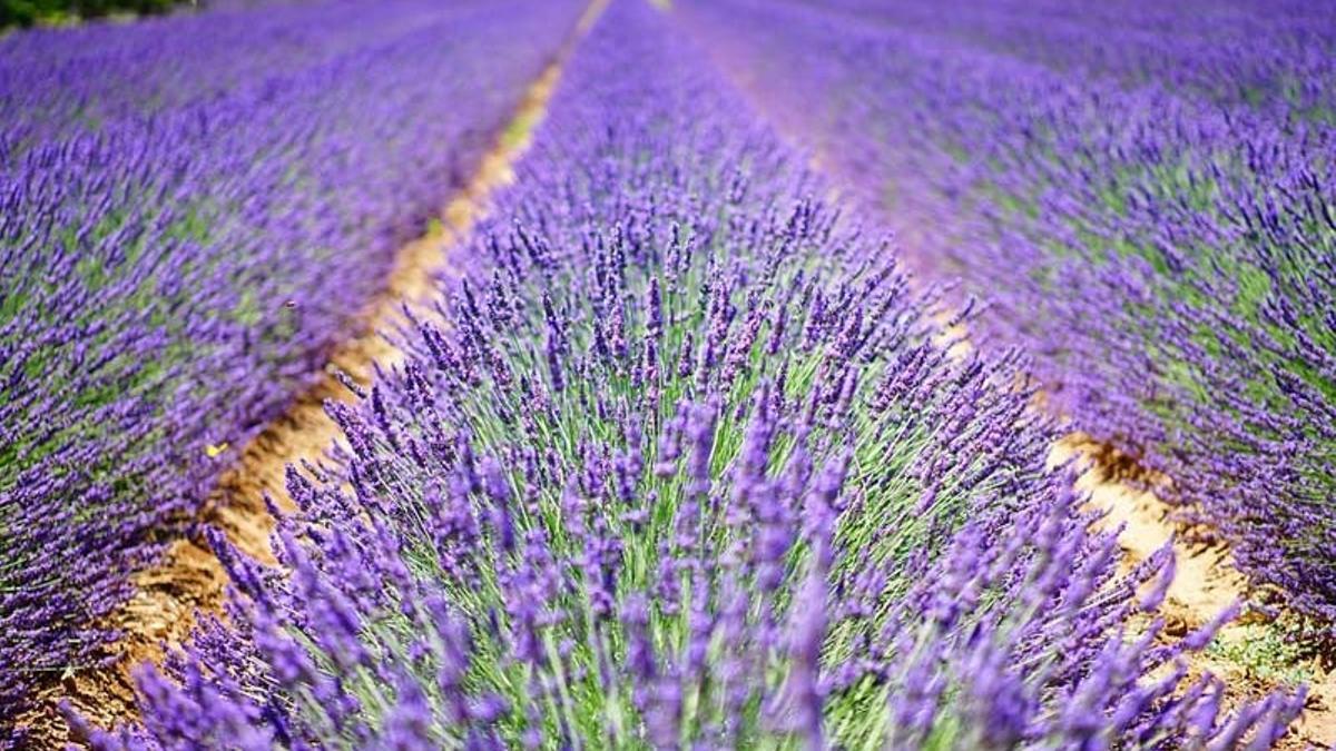 Lavanda Night