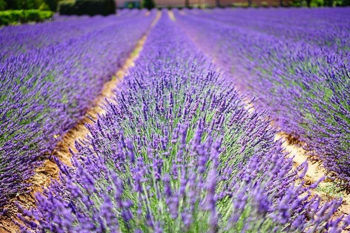 Lavanda Night