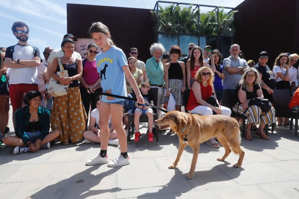 Pasarela de perros de adopción en Bioparc