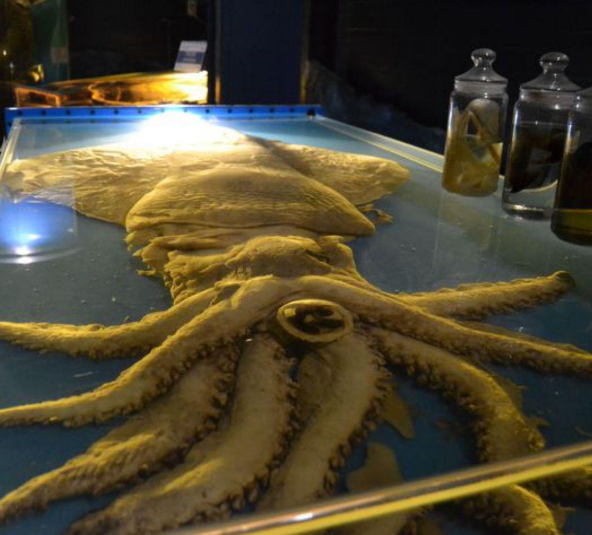 El Museo del Calamar genera dudas en Luarca