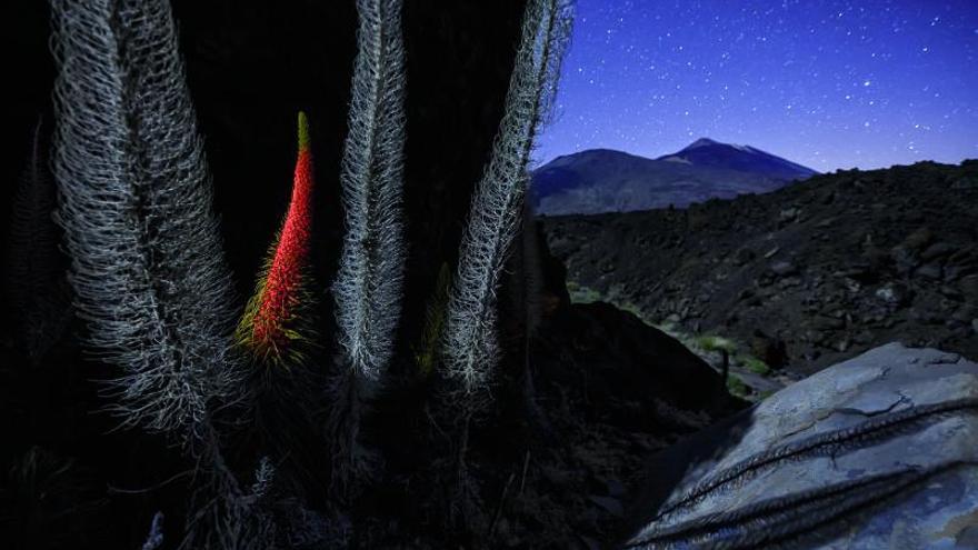  ganó la categoría de fotografía nocturna. | carlos m. almagro |  DAVID MOYA NÚÑEZ 