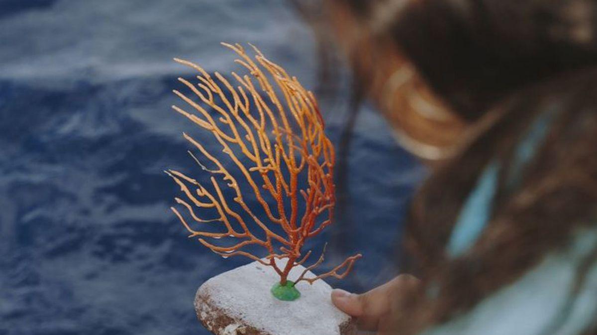 Més d’un miler de gorgònies tornen aquest any al mar de cap de Creus | FOTOS DE ICM