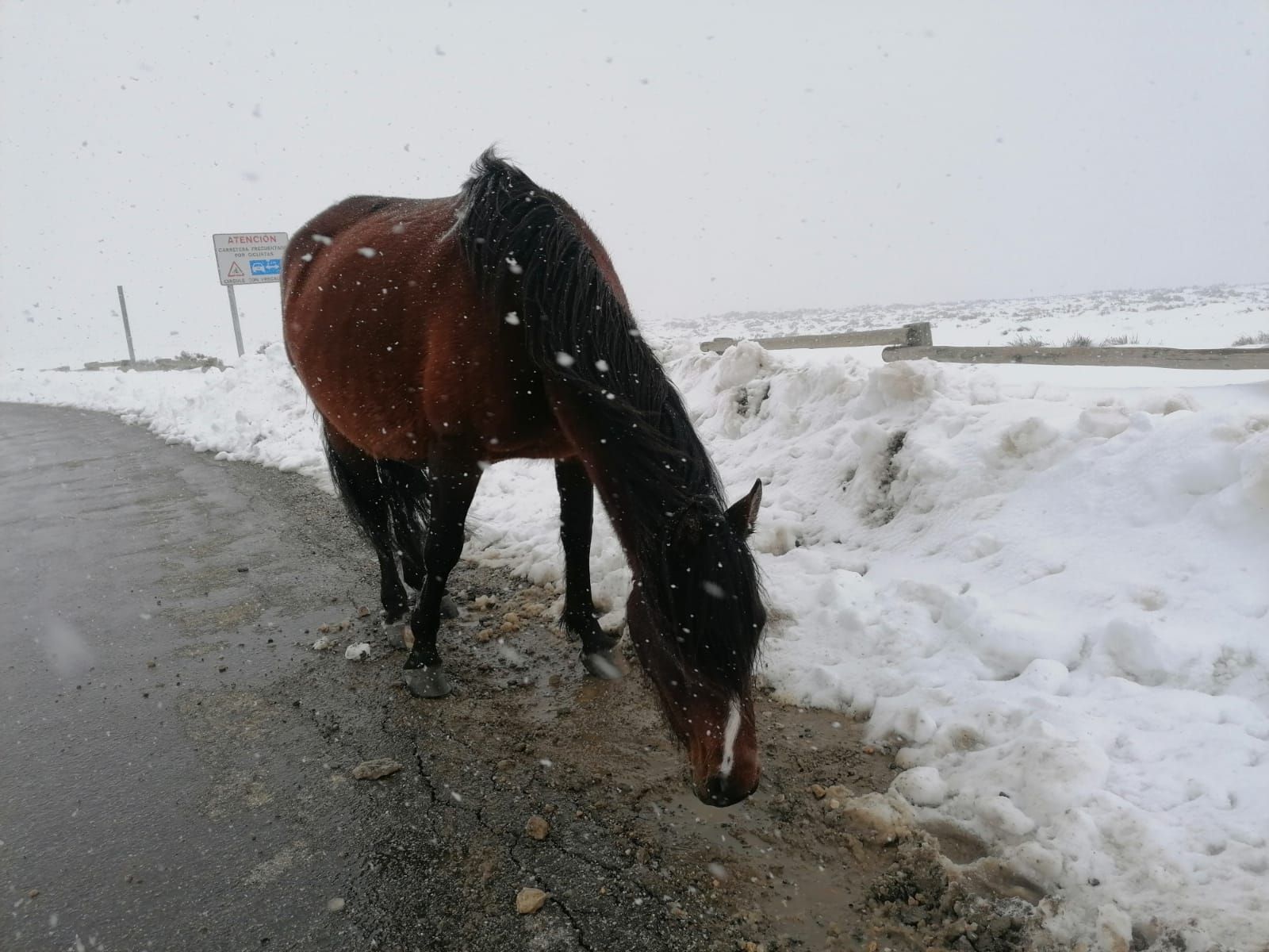 GALERÍA | Último sábado para disfrutar la nieve en la Laguna de Peces