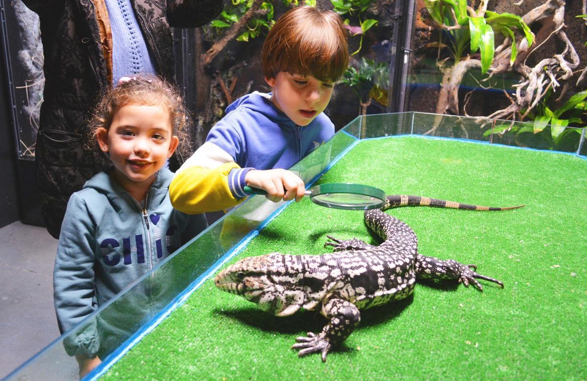 Los pequeños pueden acceder a todas las  atividades educativas y a los parques de atracciones.