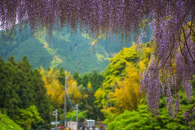 Wisteria tunel con valle al fondo