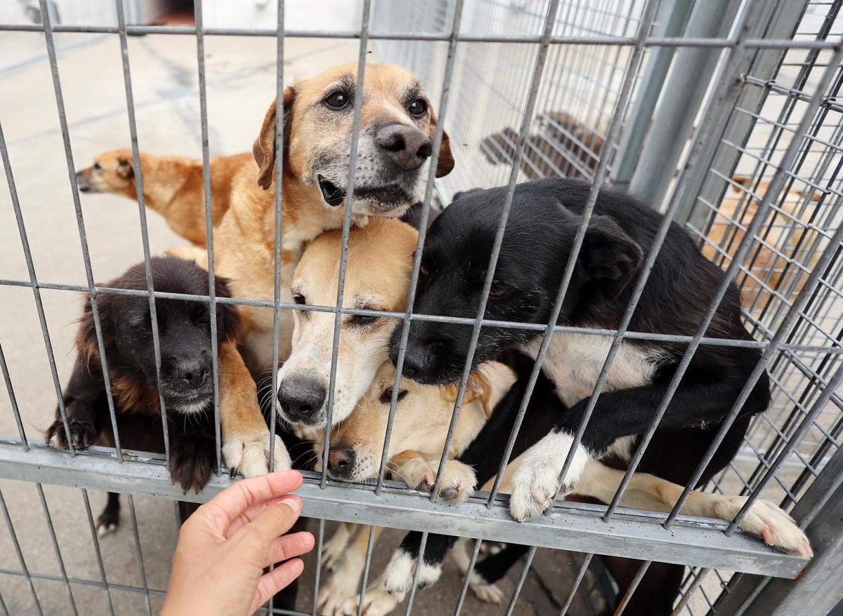 La Asociación Protectora de Animales dice adiós al refugio de A Madroa tras casi medio siglo