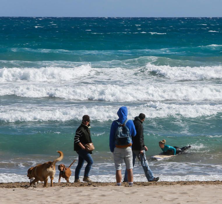 La playa canina de Santa Pola se queda corta