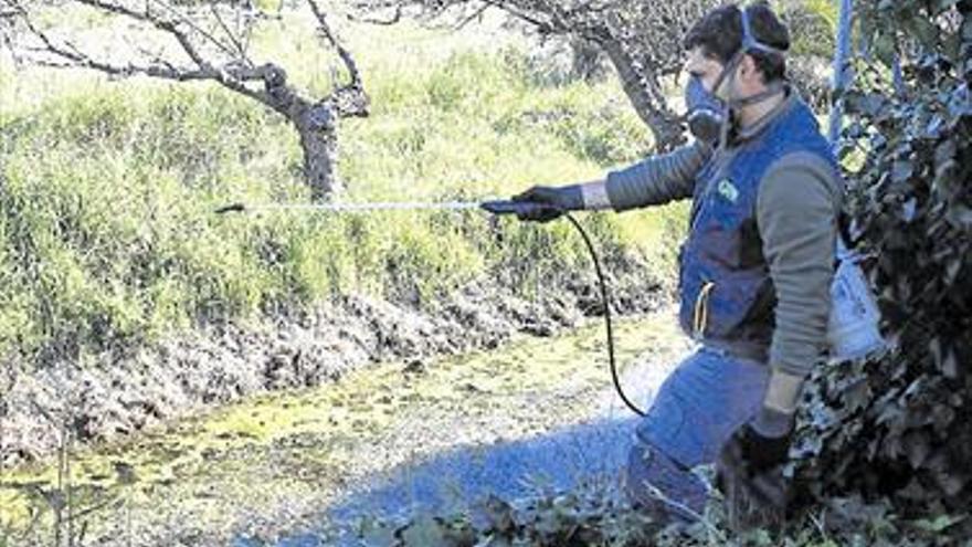 Activan el tratamiento contra los mosquitos por el repunte de calor