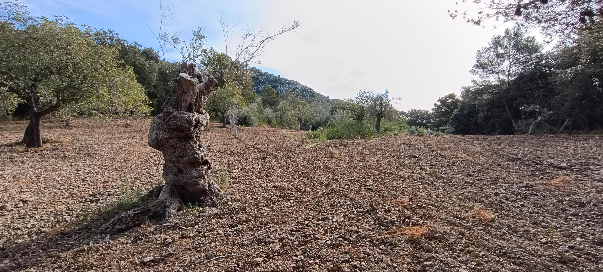 Agricultura | El proyecto de 'Boiet orgànic', en imágenes